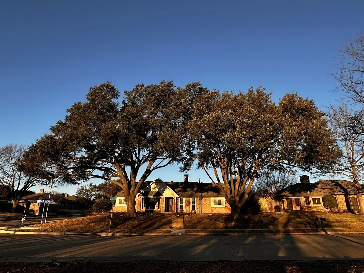 Established residential canopy tree shading a home in Ulen